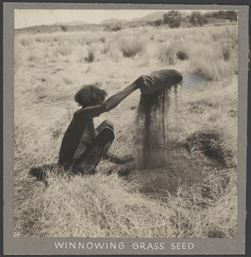 Aboriginal woman winnowing grass seed, Arnhem Land, Northern Territory, 1948 [picture] / Harrison Howell Walker