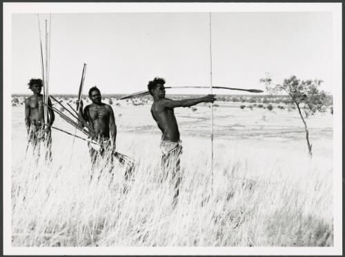 Aboriginal man using a woomera to throw a spear, accompanied by two other hunters, Kimberley, Western Australia, ca. 1970 [picture] / by Bill Pedersen