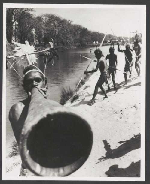 One Aboriginal man plays the didgeridoo in the foreground wearing an intricate feather headdress, four men in the background ceremonially spear fish on the banks of a sandy river, wearing similar headdresses, Arnhem Land, Northern Territory [picture]/ Australian Information Service