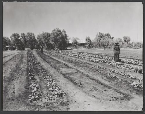Three Aboriginal people working in a vegetable plot, Yuendumu, Northern Territory, ca. 1970 [picture]