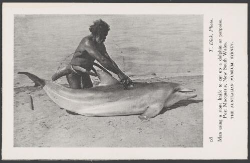 Aboriginal man using a stone knife to cut up a dolphin, Port Macquarie, New South Wales, ca. 1925 [picture] / T. Dick