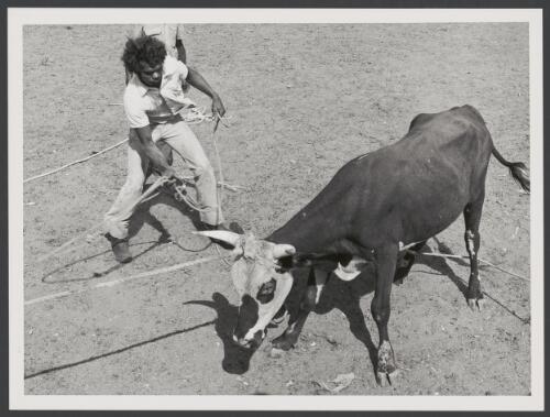 Aboriginal stockman lassoing a steer, Northern Territory, 22 November 1973 [picture] / Mike Brown