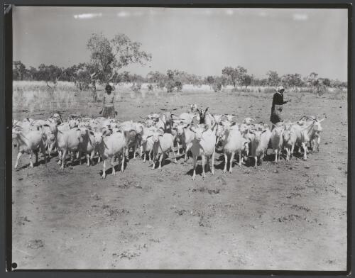 Two Aboriginal women herding goats, Hooker Creek, Northern Territory, 1958, 1 [picture] / Australian Information Service photograph