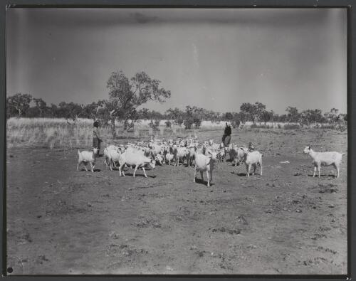 Two Aboriginal women herding goats, Hooker Creek, Northern Territory, 1958, 2 [picture] / Australian Information Service photograph