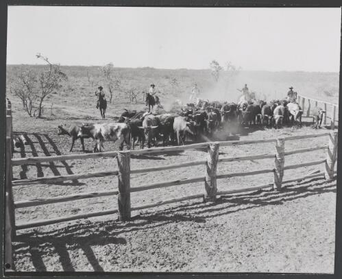 Aboriginal men on horse back moving cattle, Hooker Creek, now Lajamanu, Northern Territory, 1958 [picture] / Australian Information Service photograph