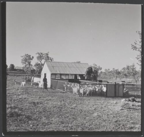 Hooker Creek Mission goat pen and shed, Hooker Creek, Northern Territory, 1958 [picture] / Australian Information Service photograph