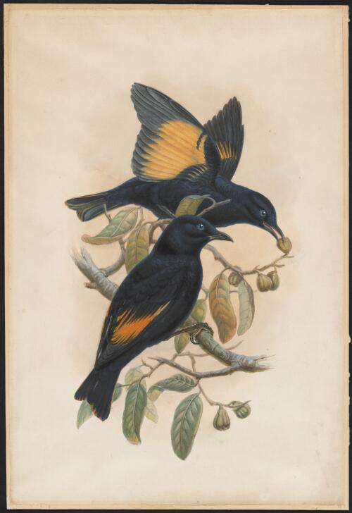 Rawnsley's Bowerbird, Witton, Queensland, probably 1867 / Henry Constantine Richter