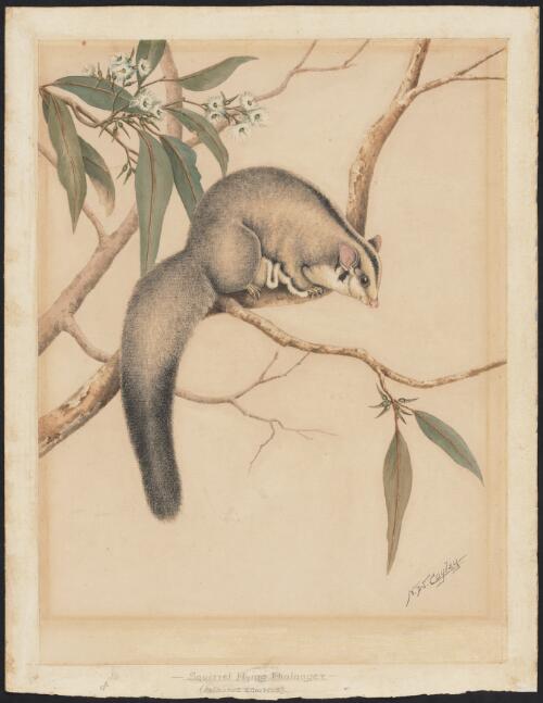 Squirrel Flying Phalanger (Petaurus Sciureus), Australia, approximately 1930 / Neville William Cayley