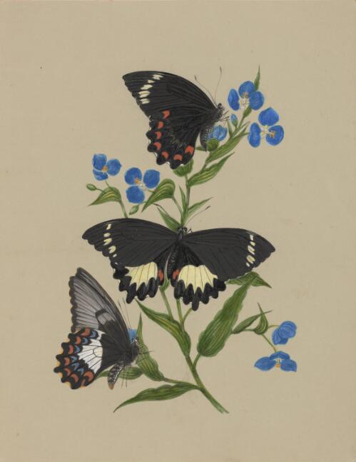 Papilio aegeus on Commelina cyanea, approximately 1886 / Marrianne Collinson Campbell