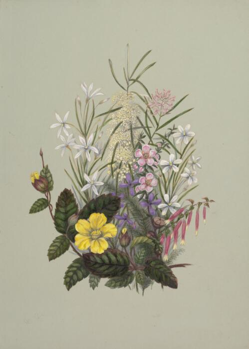 Plant species from the Sydney district, New South Wales, approximately 1886 / Marrianne Collinson Campbell