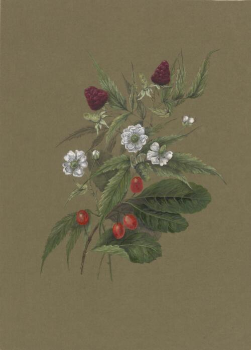 Rubus rosifolius and Elaeodendron australe, Sydney region, New South Wales, approximately 1886 / Marrianne Collinson Campbell