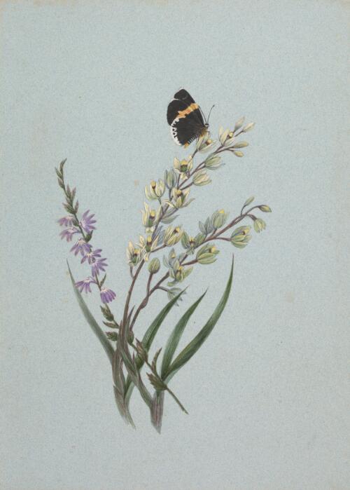 Dendrobium speciosum, scaevola and butterfly, approximately 1886 / Marrianne Collinson Campbell