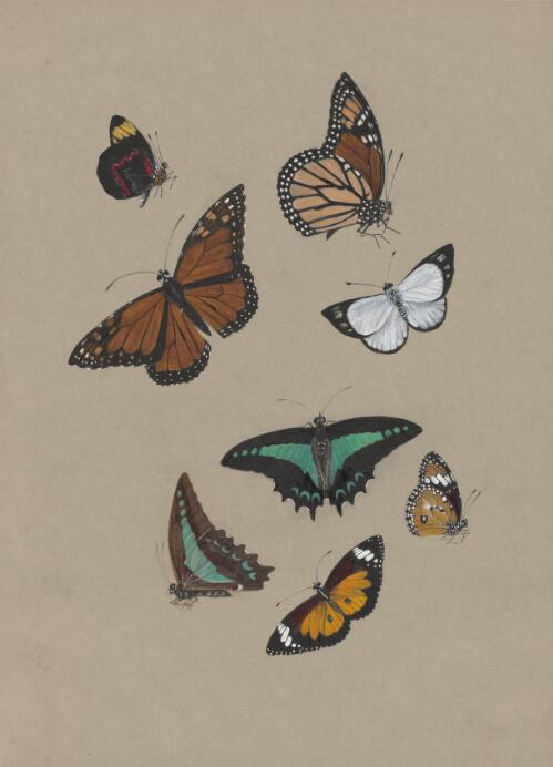 Butterfly species, approximately 1886 / Marrianne Collinson Campbell
