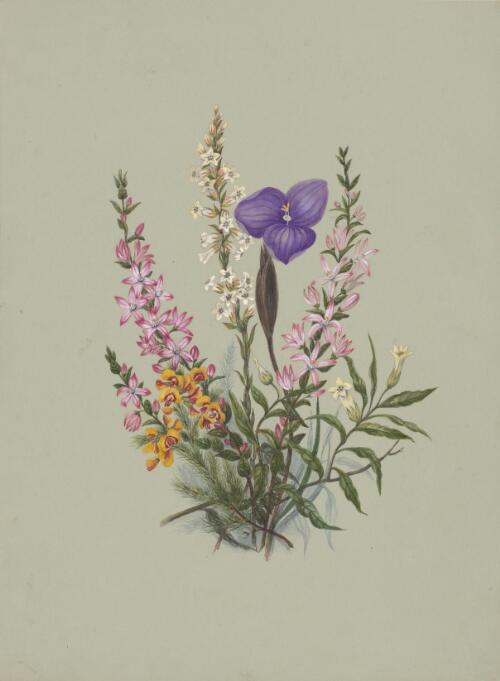 Dillwynia glaberrima, Philotheca buxifolia, Epacris obtusifolia, Patersonia sericea and Billardiera scandens, New South Wales, approximately 1886 / Marrianne Collinson Campbell