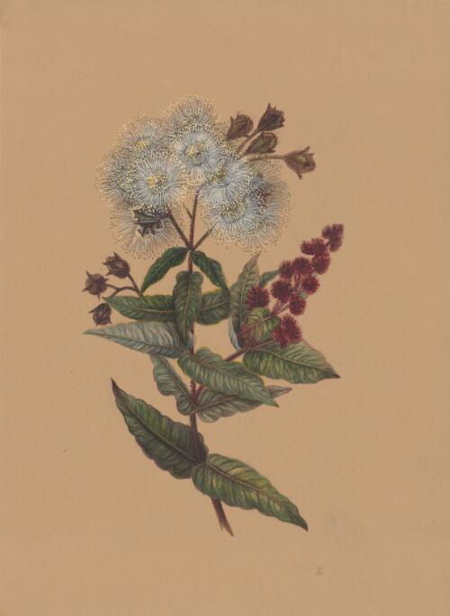 Angophora flowers and buds, approximately 1886 / Marrianne Collinson Campbell
