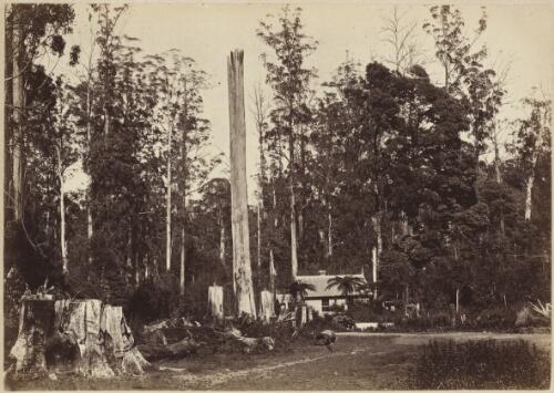State School, Fernshaw, Victoria, approximately 1890
