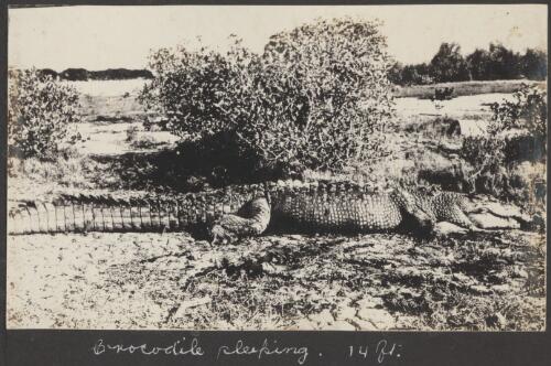 Saltwater crocodile on the beach, Broome, Western Australia, ca. 1926 [picture] / photos by R. A. Bourne
