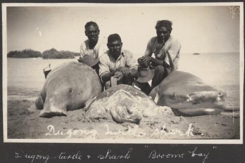 Three Aboriginal men with their catch of a dugong, turtle and shark, Broome, Western Australia, ca. 1926 [picture] / photos by R. A. Bourne