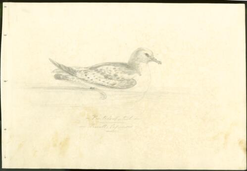 Pintado petrel, Procell. capensis [picture] / [Frederick W. Beechey]