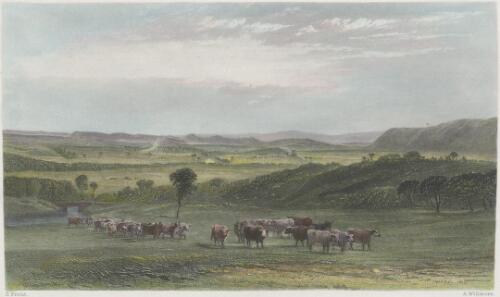 The cow pastures, New South Wales [picture] / S. Prout; A. Willmore