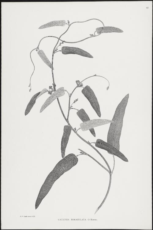 Caulinia bimaculata O. Kuntze [picture] / F.P. Nodder pinxit