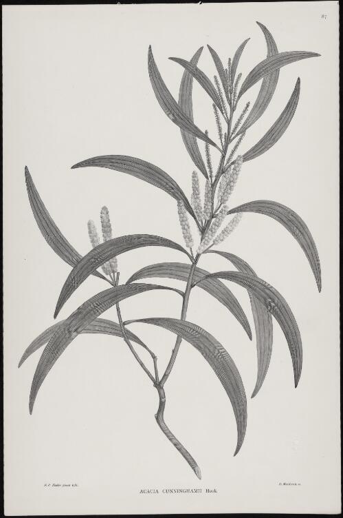 Acacia cunninghamii Hook [picture] / F.P. Nodder pinxit ; D. MacKenzie sc