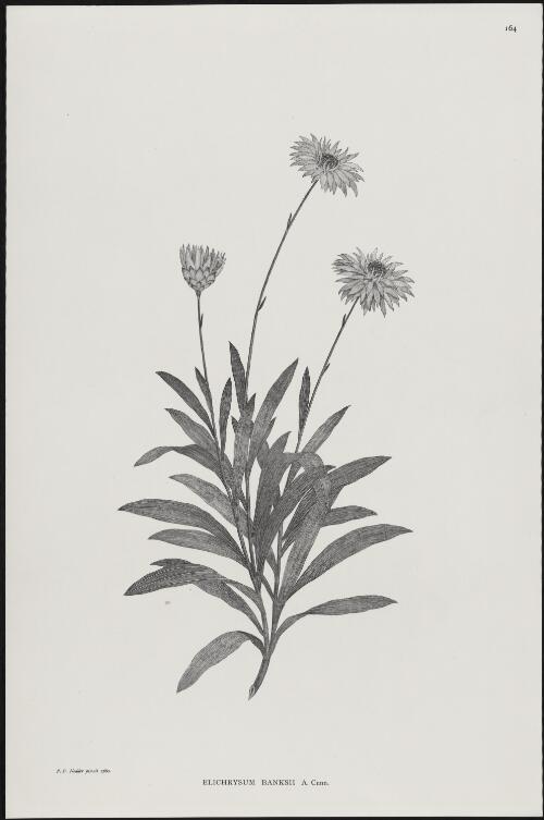 Elichrysum banksii A. Cunn. [picture] / F.P. Nodder pinxit