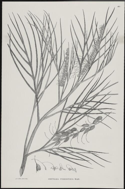 Grevillea pteridifolia Knight [picture] / J. F. Miller pinxit