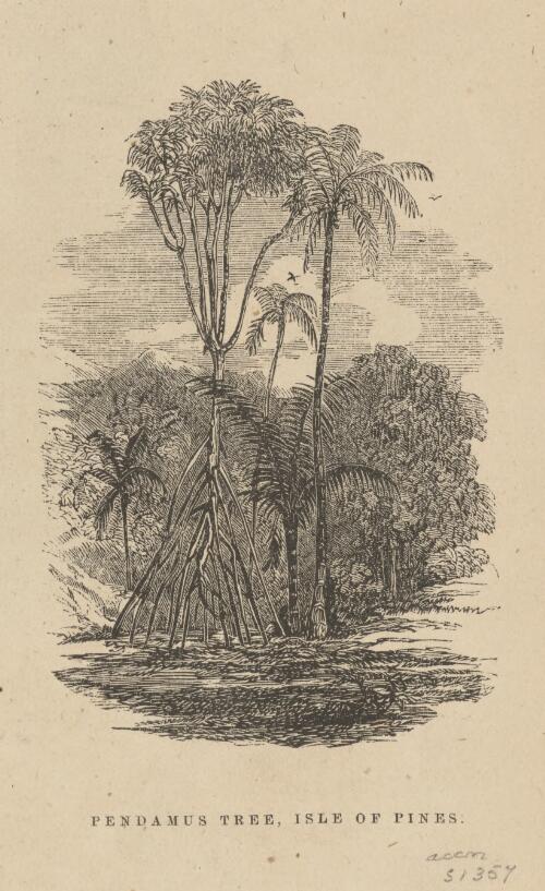 Pendamus [i.e. pandanus] tree, Isle of Pines [picture]