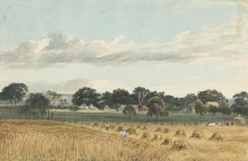 Cultivation paddock, Challicum, Victoria, ca. 1850 [picture] / [Duncan Cooper]