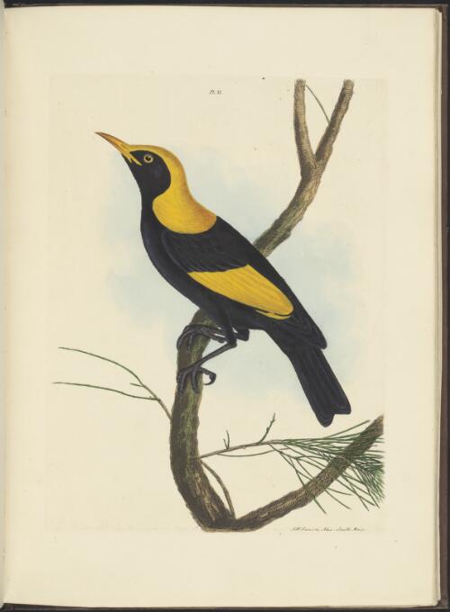 A natural history of the birds of New South Wales / collected, engraved, and faithfully painted after nature by John William Lewin