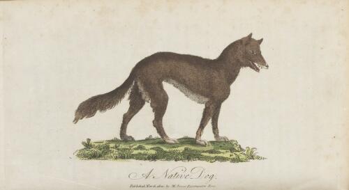 A native dog [picture] / V. Woodthorpe sc