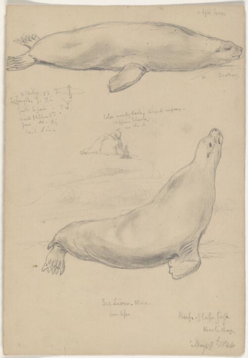 Sea lions, male, from life, reefs off Cape Jaffa, Rivoli Bay, May 9th 1844 [picture] / [George French Angas]