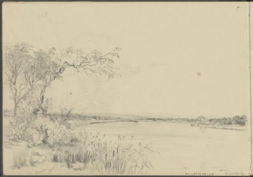 Tree near a lake [picture] / George French Angas