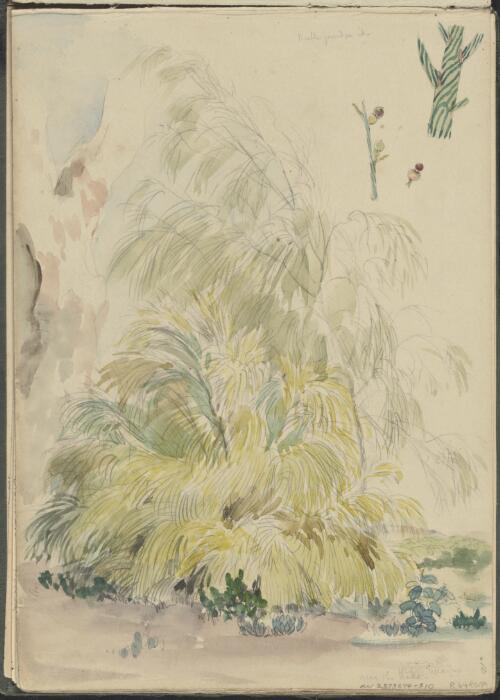 Weeping exocarpos near the lake [picture] / George French Angas