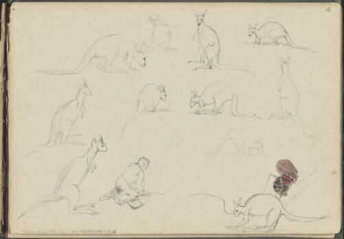 Study of kangaroos and a cicada, Mount Lofty, South Australia, ca. 1844 [picture] / George French Angas