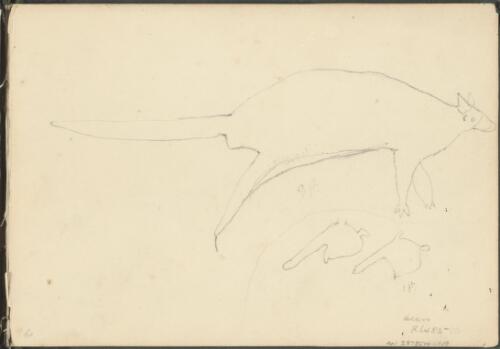 Study of a marsupial, ca. 1844 [picture] / George French Angas