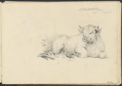 Study of a bovine, ca. 1844 [picture] / George French Angas