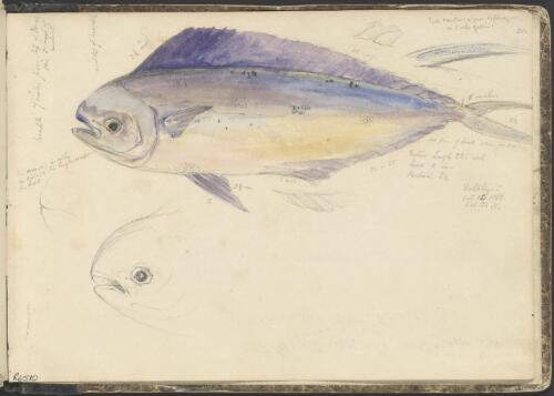 Dolphin, Oct. 14th, 1843, lat. 21 N. [picture] / George French Angas