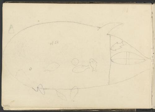 Sketch of a fish [picture] / George French Angas