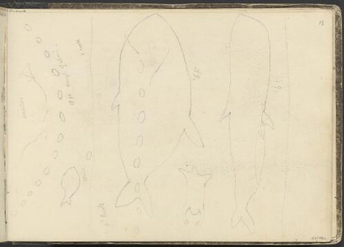 Sketch of a fish and whales, ca. 1845 [picture] / George French Angas