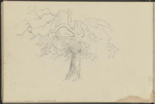 Study of a tree / George French Angas