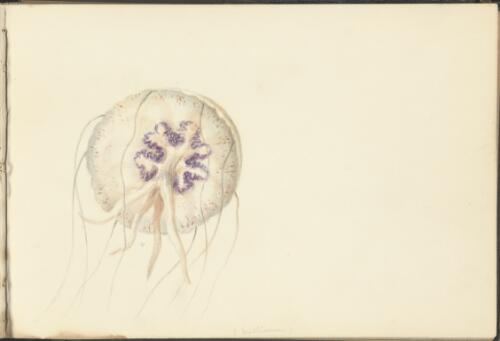 Study of a jellyfish / George French Angas
