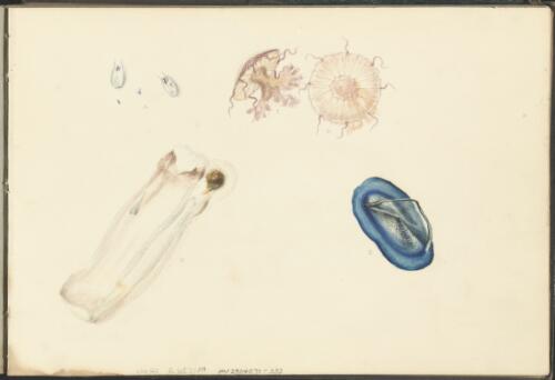 Studies of various jellyfish / George French Angas