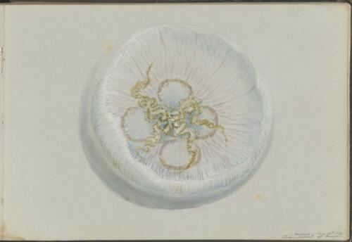 Medusa jellyfish, Queen's Channel off Margate, Northern Territory, 18 August, 1841 [picture] / George French Angas