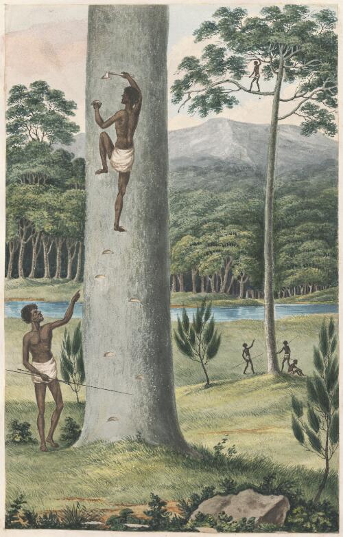 [Aborigine climbing a tree by cutting steps in the trunk] [picture] / [Joseph Lycett]