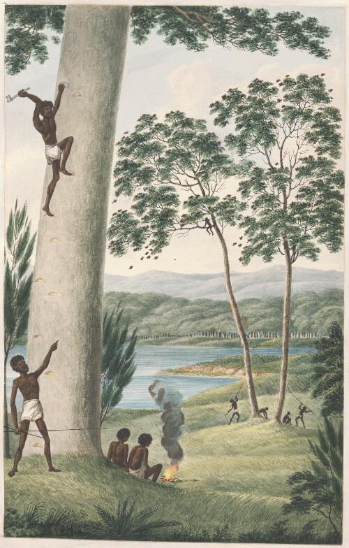 [Aborigine climbing a tree with two Aborigines sitting beside a fire, others spearing birds] [picture] / [Joseph Lycett]