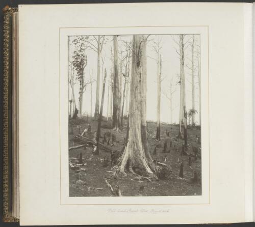 Tall dead giant tree, Gippsland, Victoria, ca. 1900 [picture] / Nicholas Caire