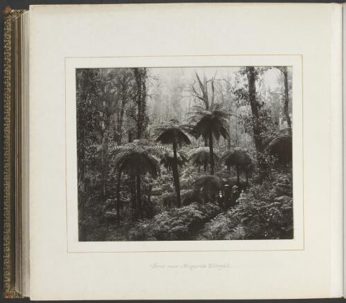 A family surrounded with ferns near Marysville Waterfall, Victoria, ca. 1900 [picture] / Nicholas Caire