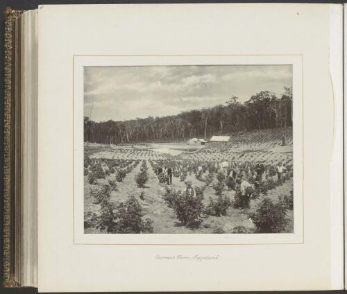 Workers picking currants at a farm, Gippsland, Victoria, ca. 1900 [picture] / Nicholas Caire
